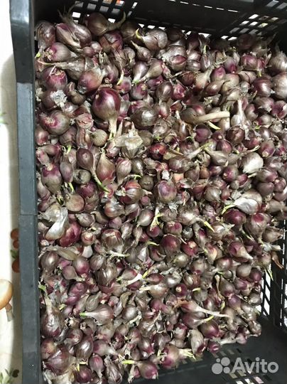 Многоярусный лук