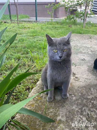 Кошечка в добрые руки, бросили кошечку