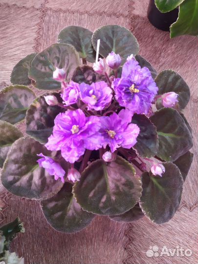 Цветущие фиалки