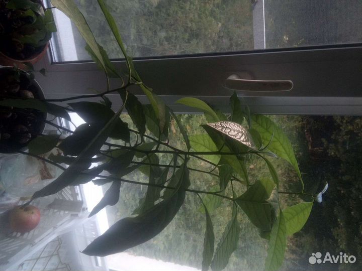 Саженцы авокадо