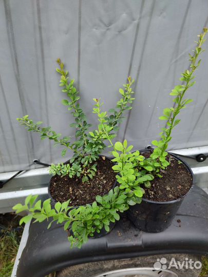 Барбарис Тунберга Антропурпурея,Грин карпет