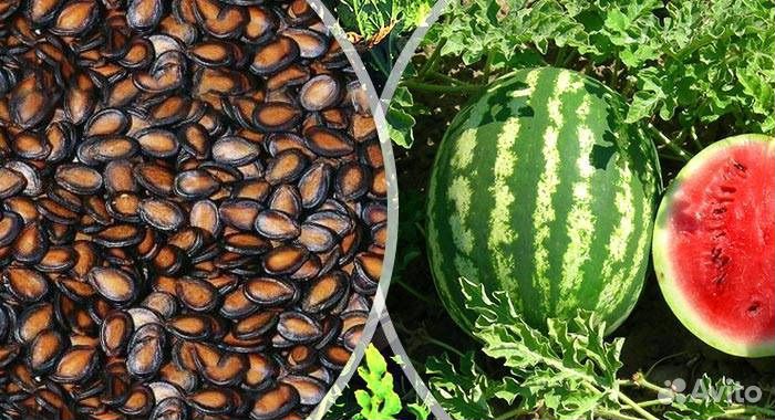 Семена арбуза Каристан F1