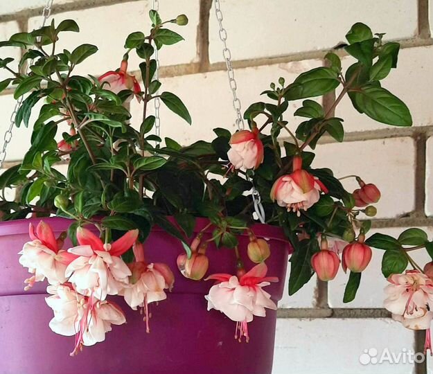 Сортовые фуксии, Хойи и домашние растения