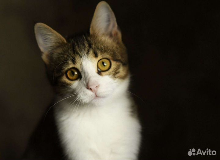 Кошка в дар