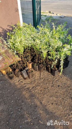 Ива Японская Хакуро Нишики