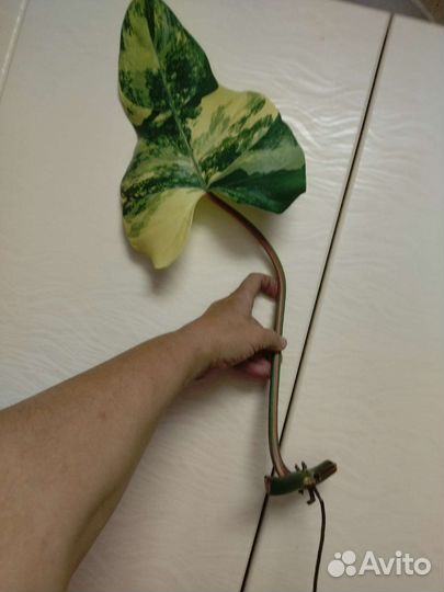 Сортовые филодендроны