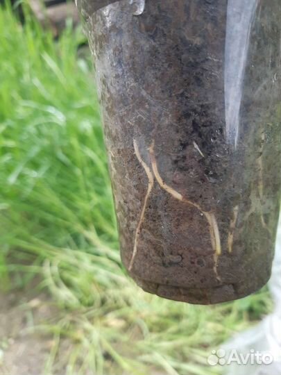 Саженцы винограда