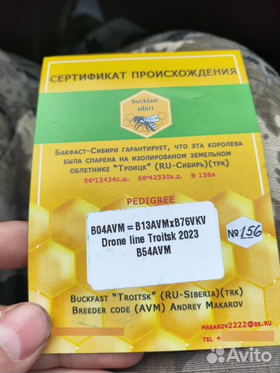 Пчеломатки Buckfast