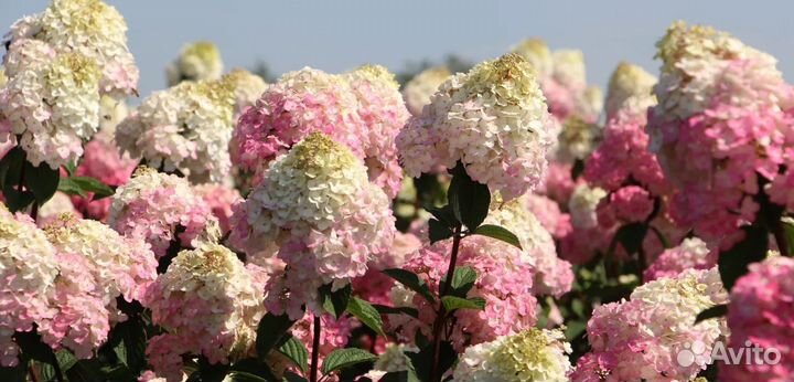 Гортензия Самарская Лидия