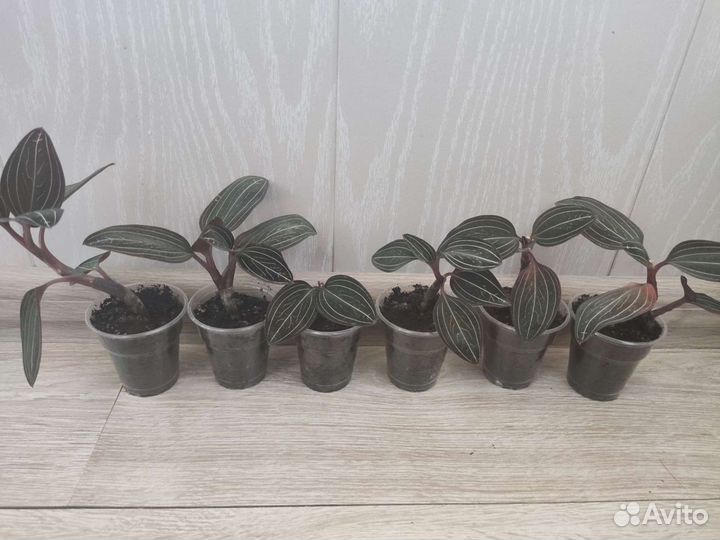 Фикус Бенджамина, Лудизия, пеларгония April Snow