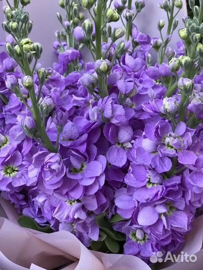 Рассада летников