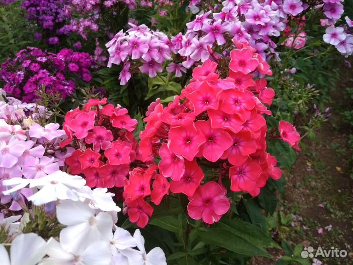 Флоксы сортовые