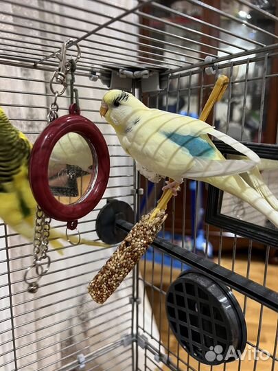 Продам клетку с попугаями