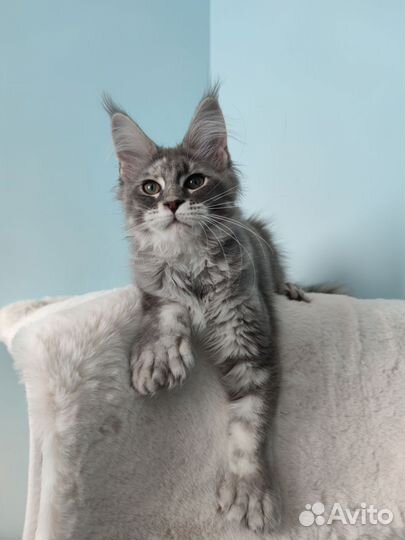 Мейн-кун котёнок полидакт