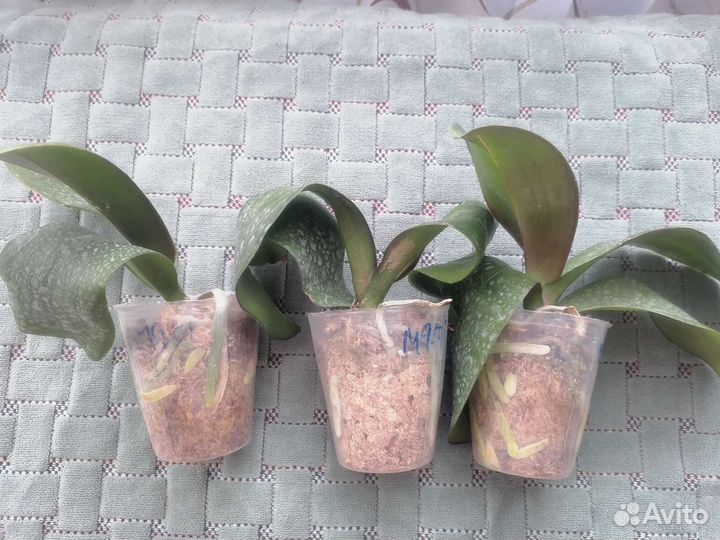 Орхидея фаленопсис бабочка