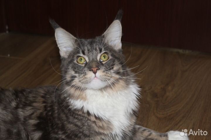 Мейн-кун вязка