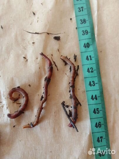 Калифорнийские черви.Разведение. Рыбалка
