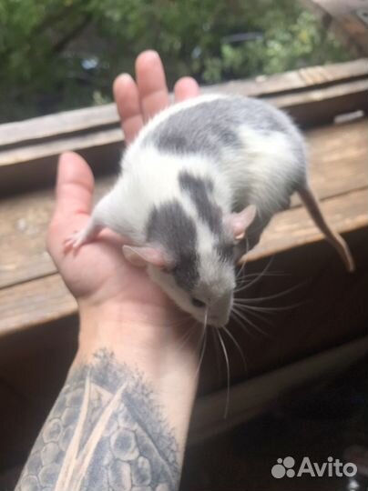 Ручные Крысята др 10 августа