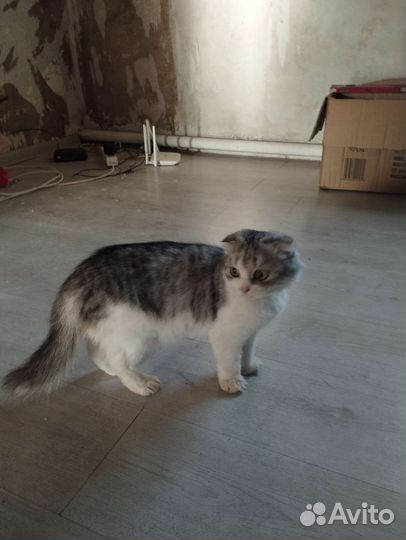 Шотландская вислоухая кошка бесплатно