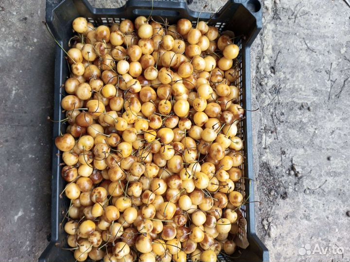 Черешня на варенье