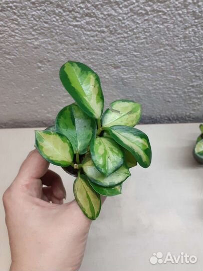 Хойя аустралис лиза