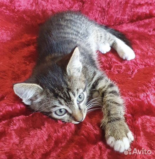 Чудесный малыш в поисках дома