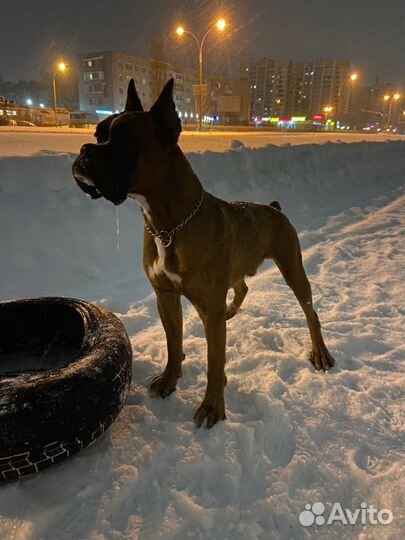 Боксер на Вязку