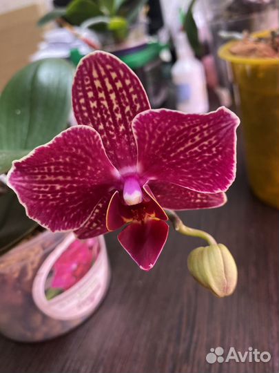 Орхидея фаленопсис бабочка Черри бомб