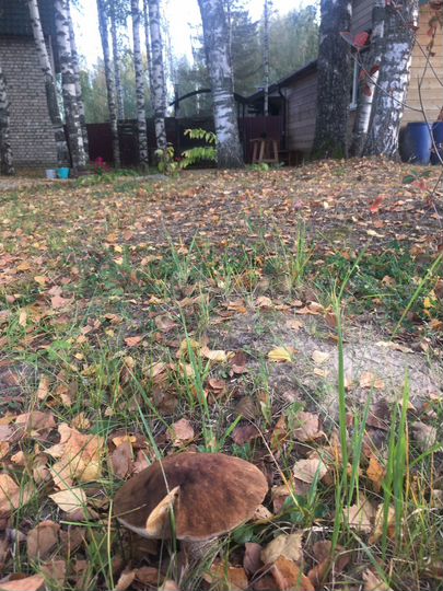 Дом 60 м² на участке 20 сот.