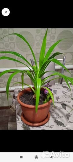 Комнатные растения