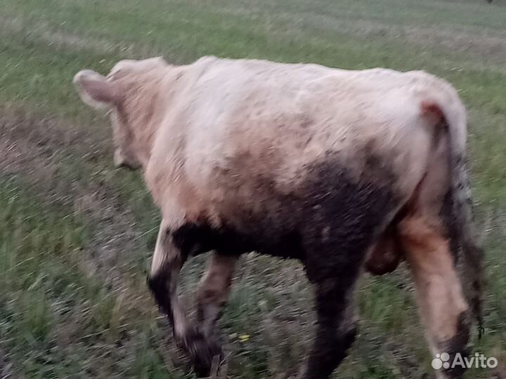 Бычки и телки