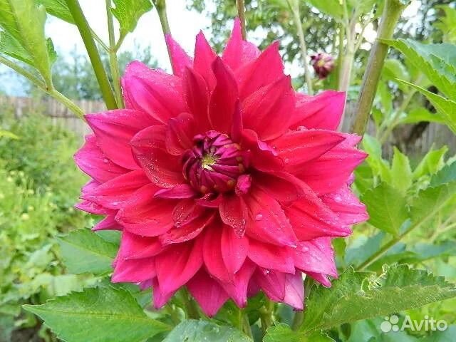 Георгины клубни