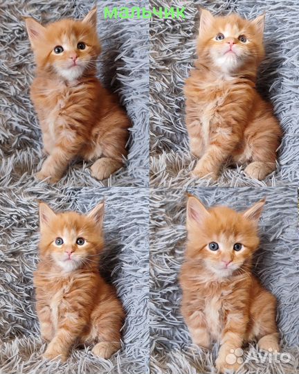 Котята Мейн-кун Новогодние