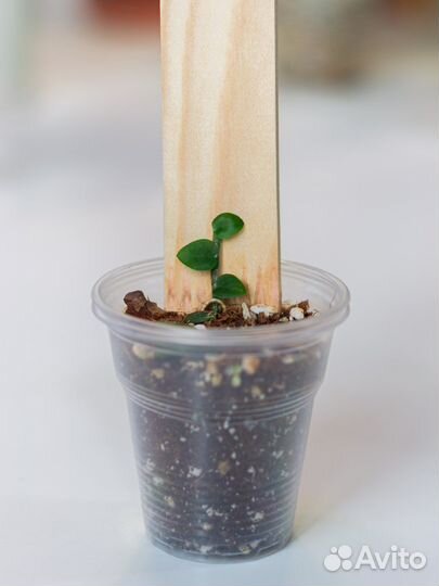 Рафидофора хайи rhaphidophora hayi