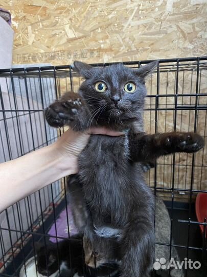 Котята бесплатно