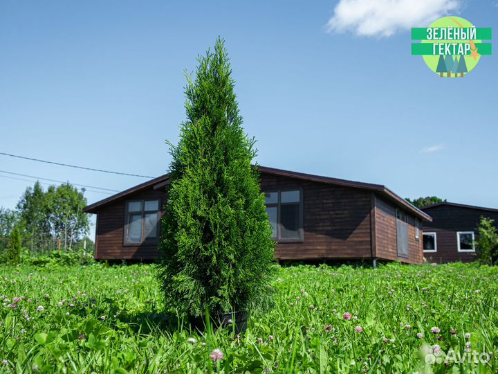 Туи смарагд 1,2 м свежая копка 2023