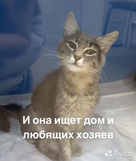 Кошка