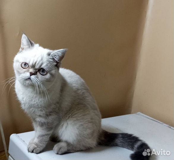 Экзотка кошечка, 9 мес
