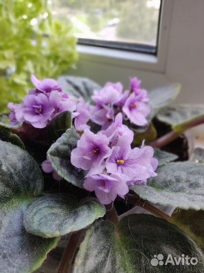 Фиалка рассада