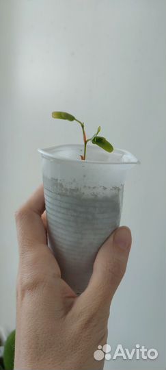 Комнатные растения цветы, черенки