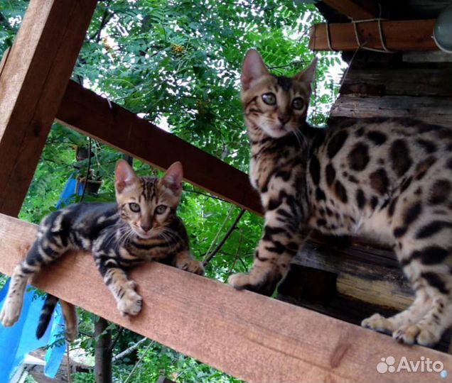 Котёнок с окрасом мрамор