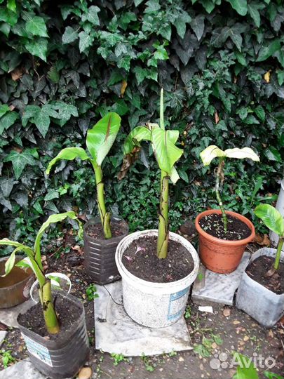 Пальма банановая