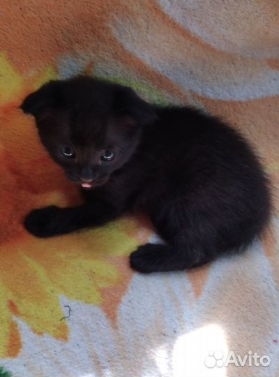 Котята отдам в добрые руки бесплатно