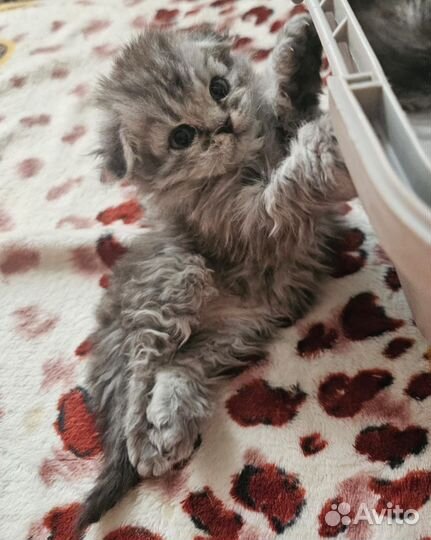 Котята селкирк рекс