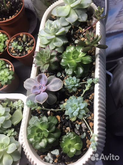 Суккуленты