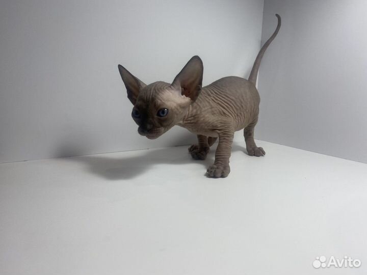 Канадский сфинкс