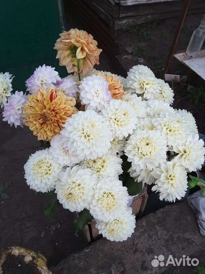 Георгины срезанные