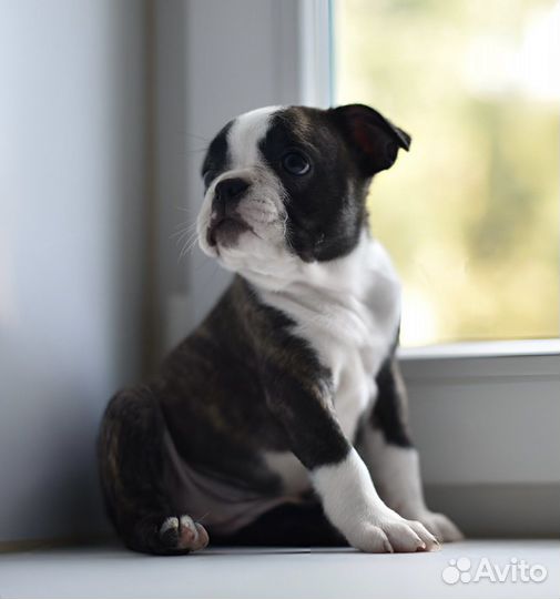 Щенкок бостон терьер