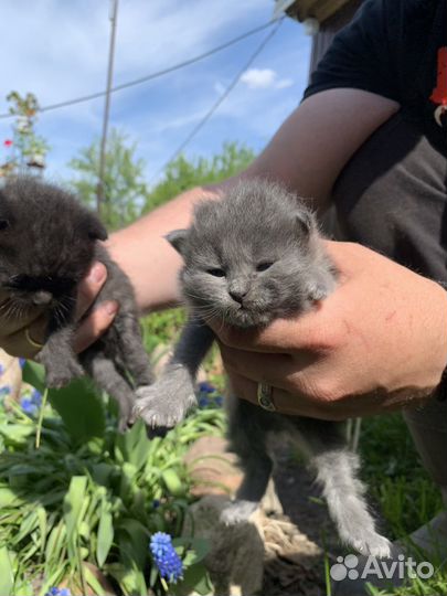 Британские котята