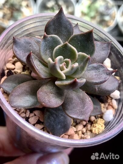 Эхеверия -Echeveria разные сорта